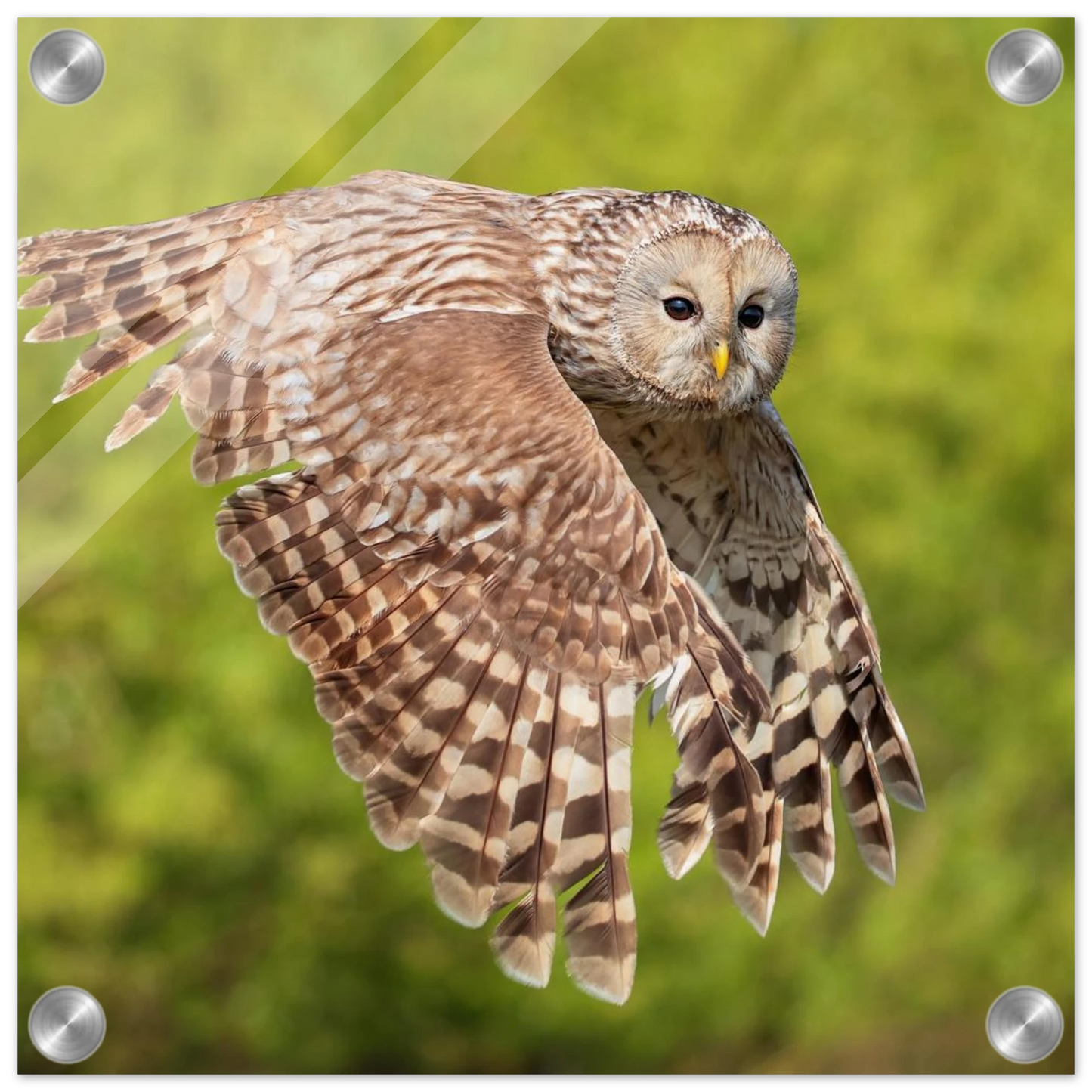 Wandbild majestaetische eule im flug naturfotografie fuer ihr zuhause