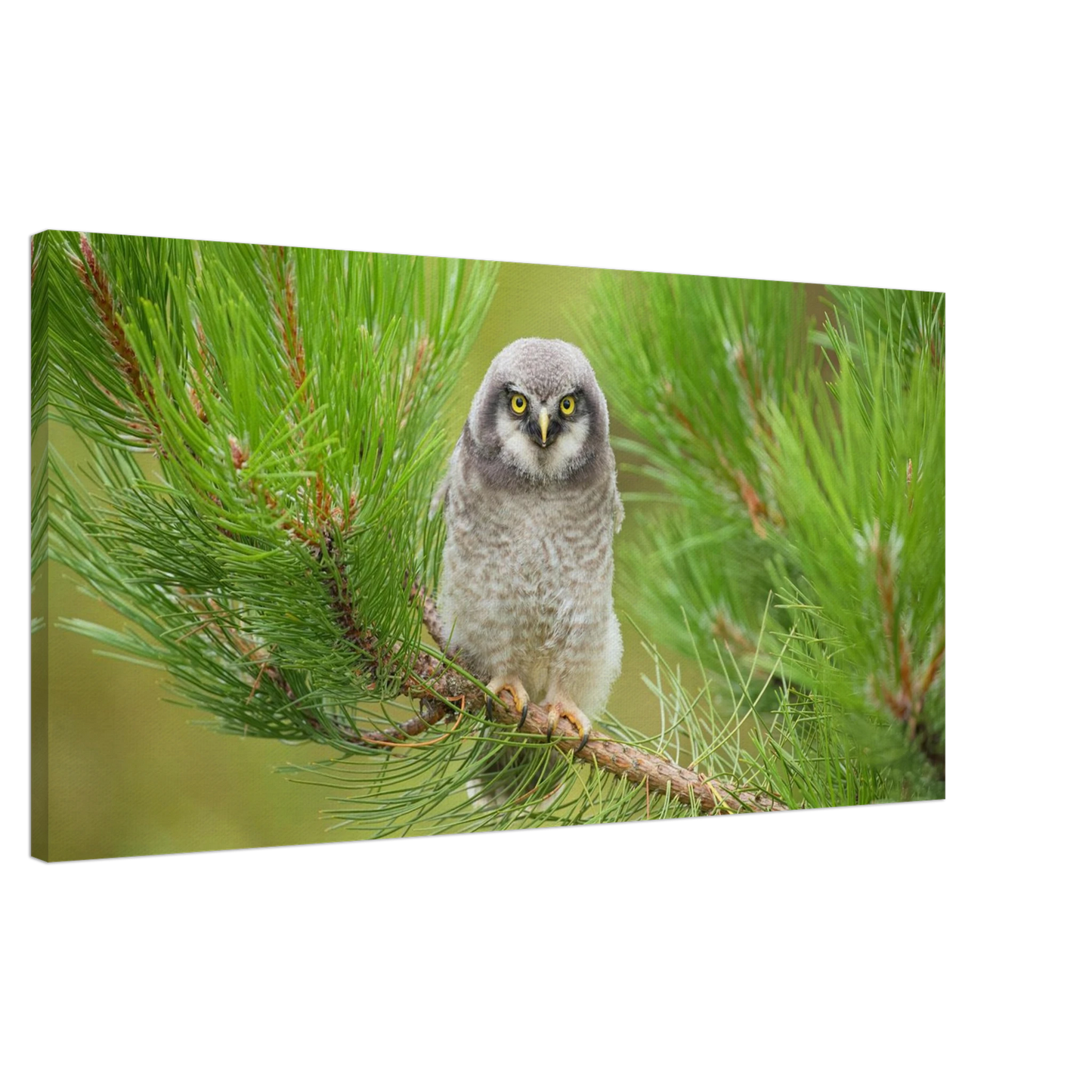 Wandbild bezaubernde eule auf kiefernzweig ruhiges naturmotiv fuer ihr zuhause