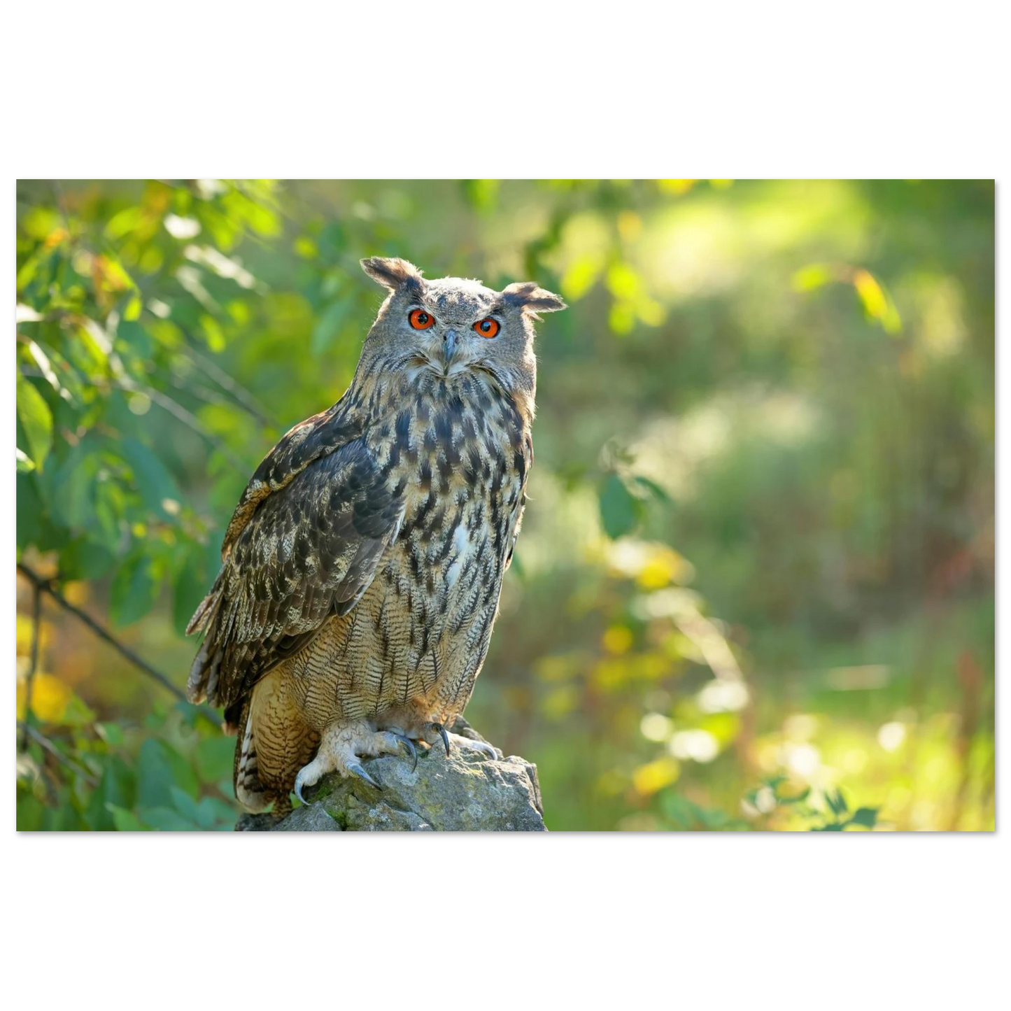Wandbild mystische eule mit leuchtenden augen faszinierende wildtier kunst fuer ihr zuhause