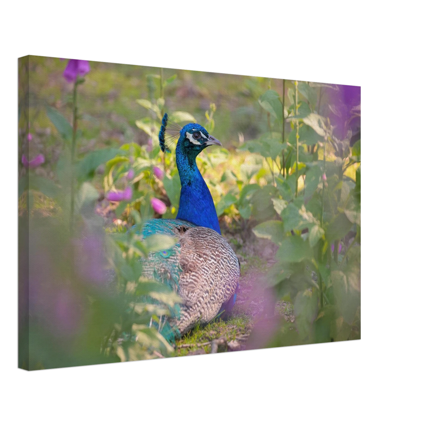 Wandbild majestaetischer pfau lebendige farbenpracht fuer ihre wand in vielen groessen erhaeltlich