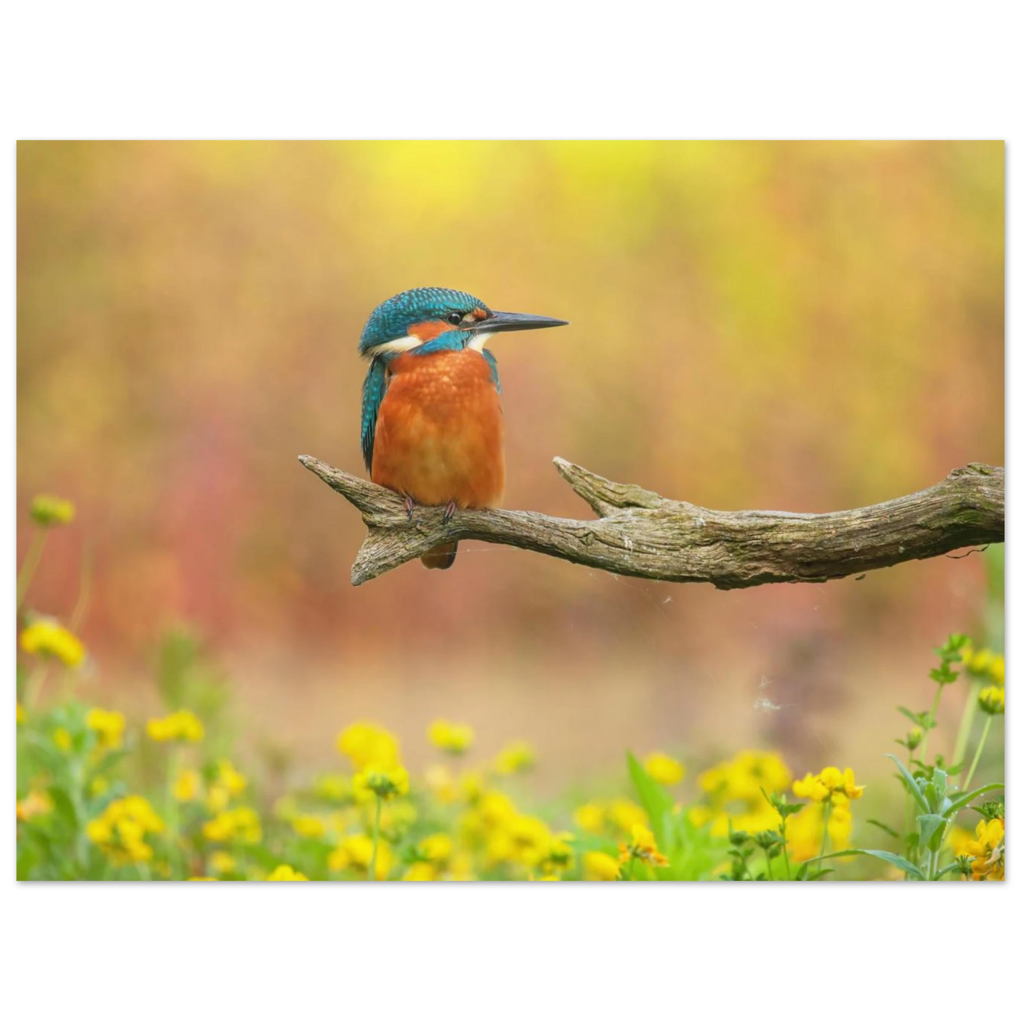 Wandbild eisvogel lebendige naturkunst fuer ihr zuhause in ihrer wunschgroesse