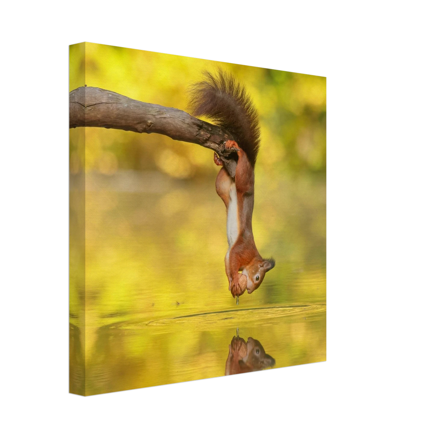 Wandbild akrobatik eichhoernchen lebendiges wildtier kunstwerk fuer ihr zuhause
