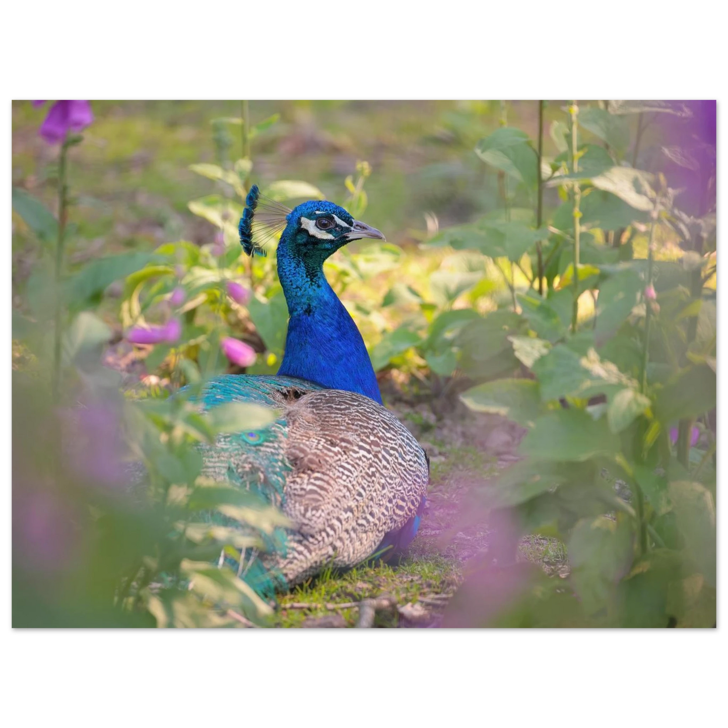 Wandbild majestaetischer pfau lebendige farbenpracht fuer ihre wand in vielen groessen erhaeltlich