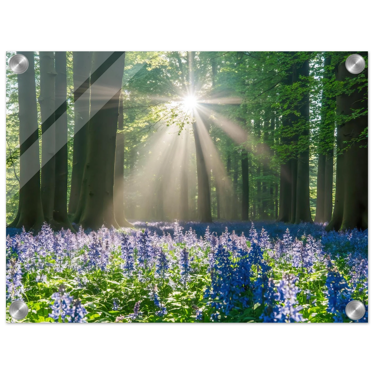 Wandbild bezaubernder wald mit sonnenstrahlen und lila bluetenmeer dein stueck natur