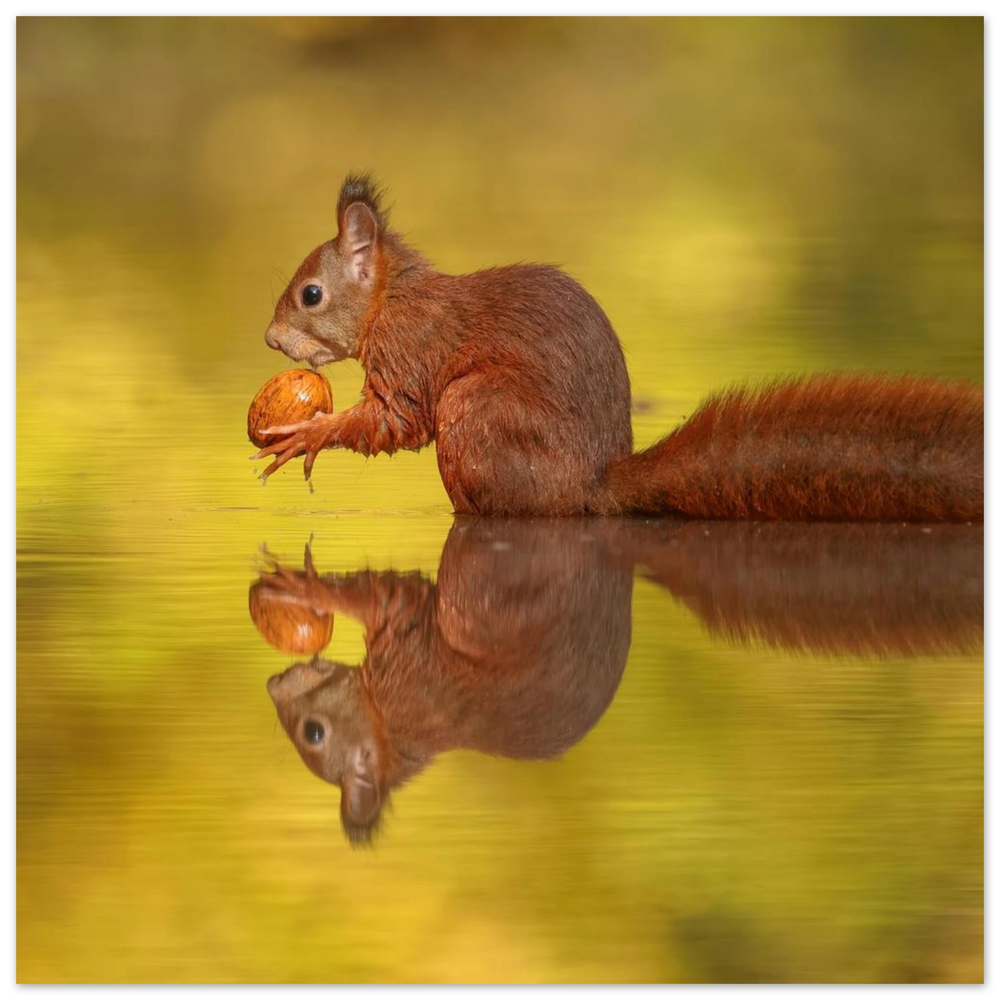 Wandbild eichhoernchen im goldenen herbstlicht lebendige tierfotografie fuer ihre wand
