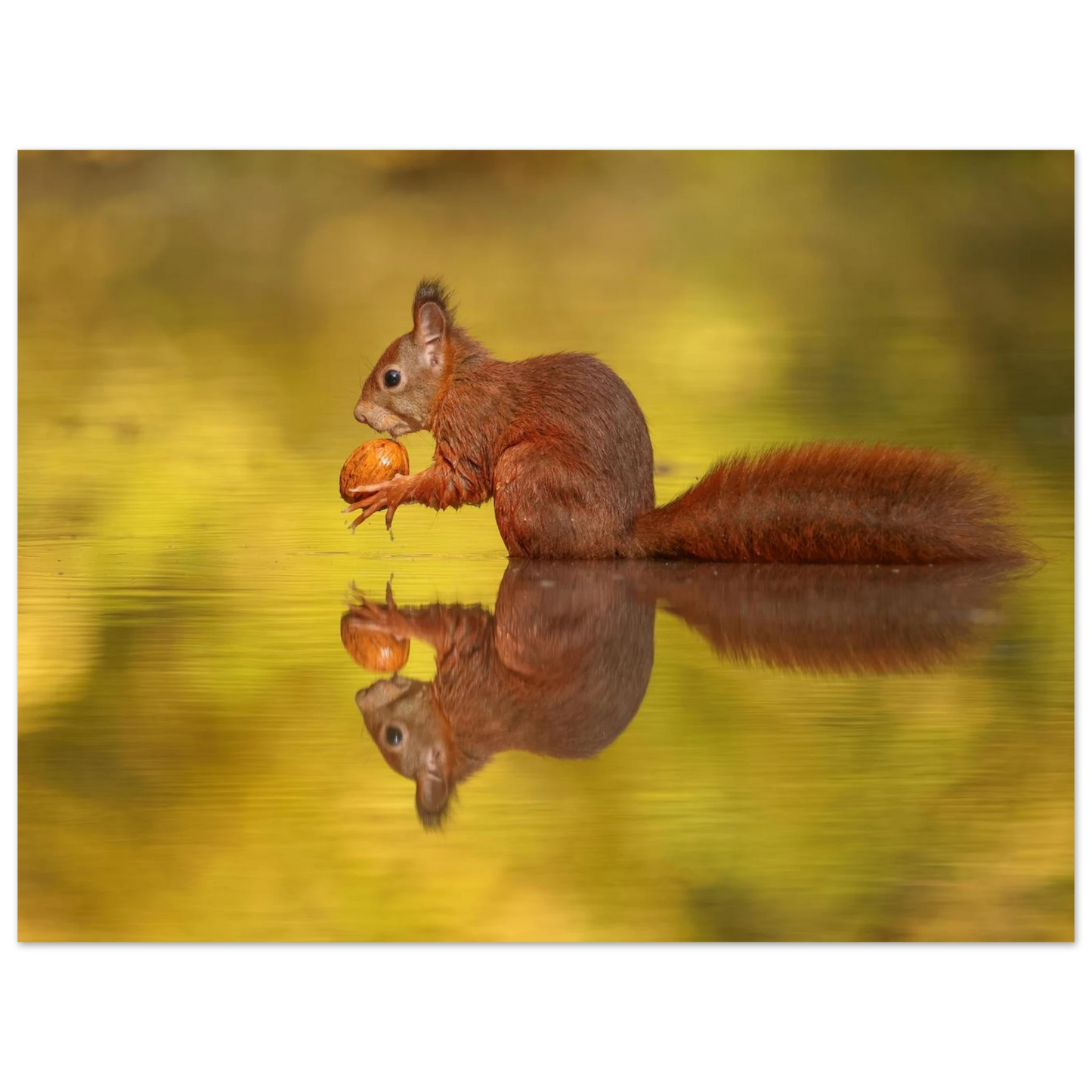 Wandbild eichhoernchen im goldenen herbstlicht lebendige tierfotografie fuer ihre wand