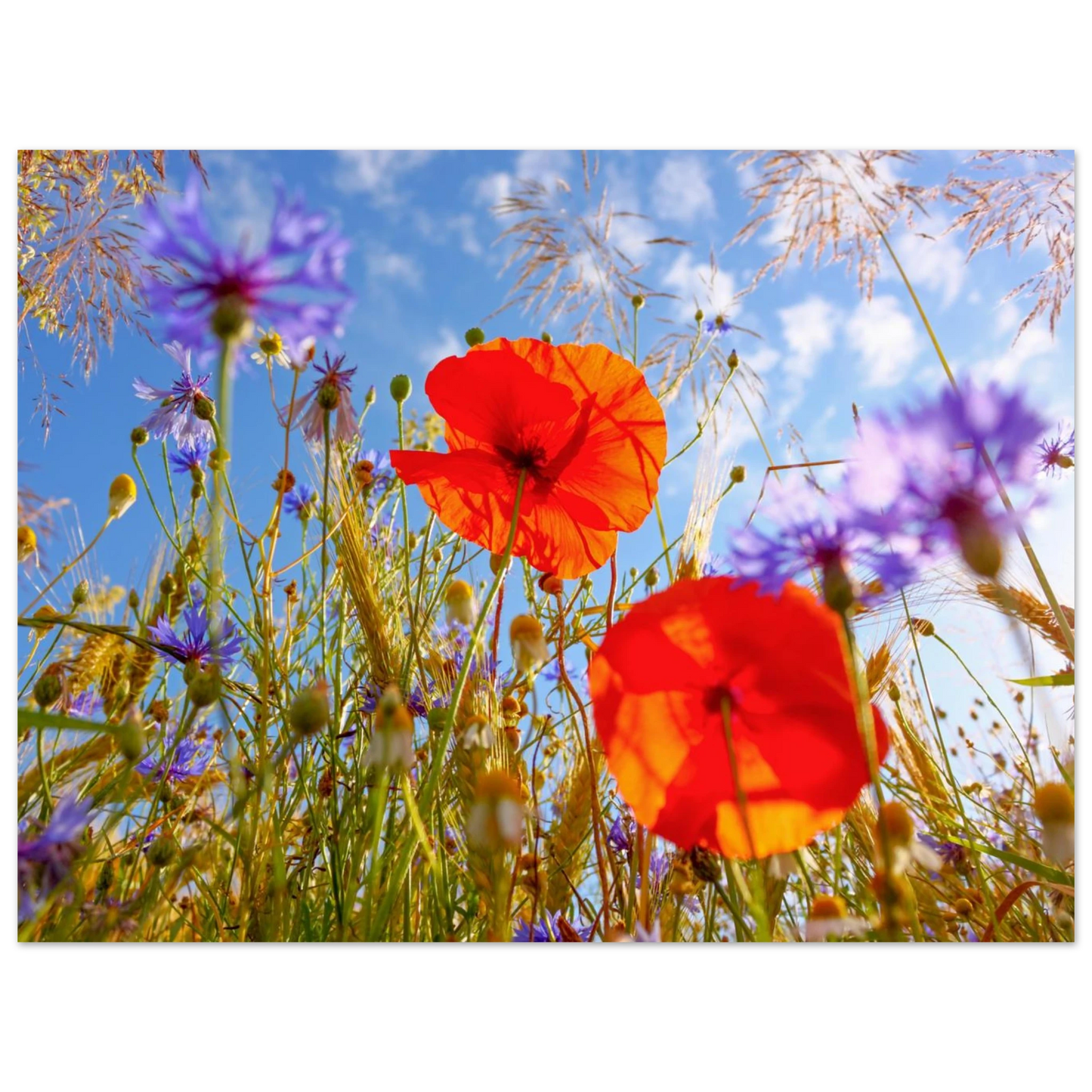 Wandbild lebendige wildblumenwiese mohnblumen kornblumen unter blauem himmel