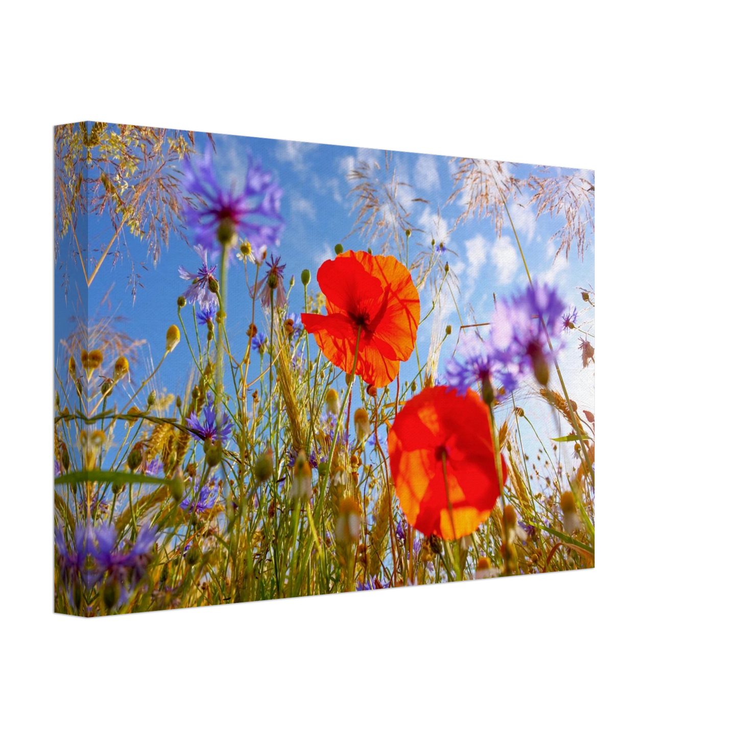 Wandbild lebendige wildblumenwiese mohnblumen kornblumen unter blauem himmel