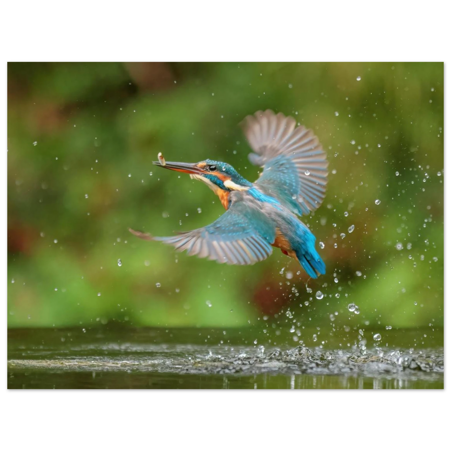 Wandbild eisvogel lebendige tierfotografie mit lebhaften blautoenen