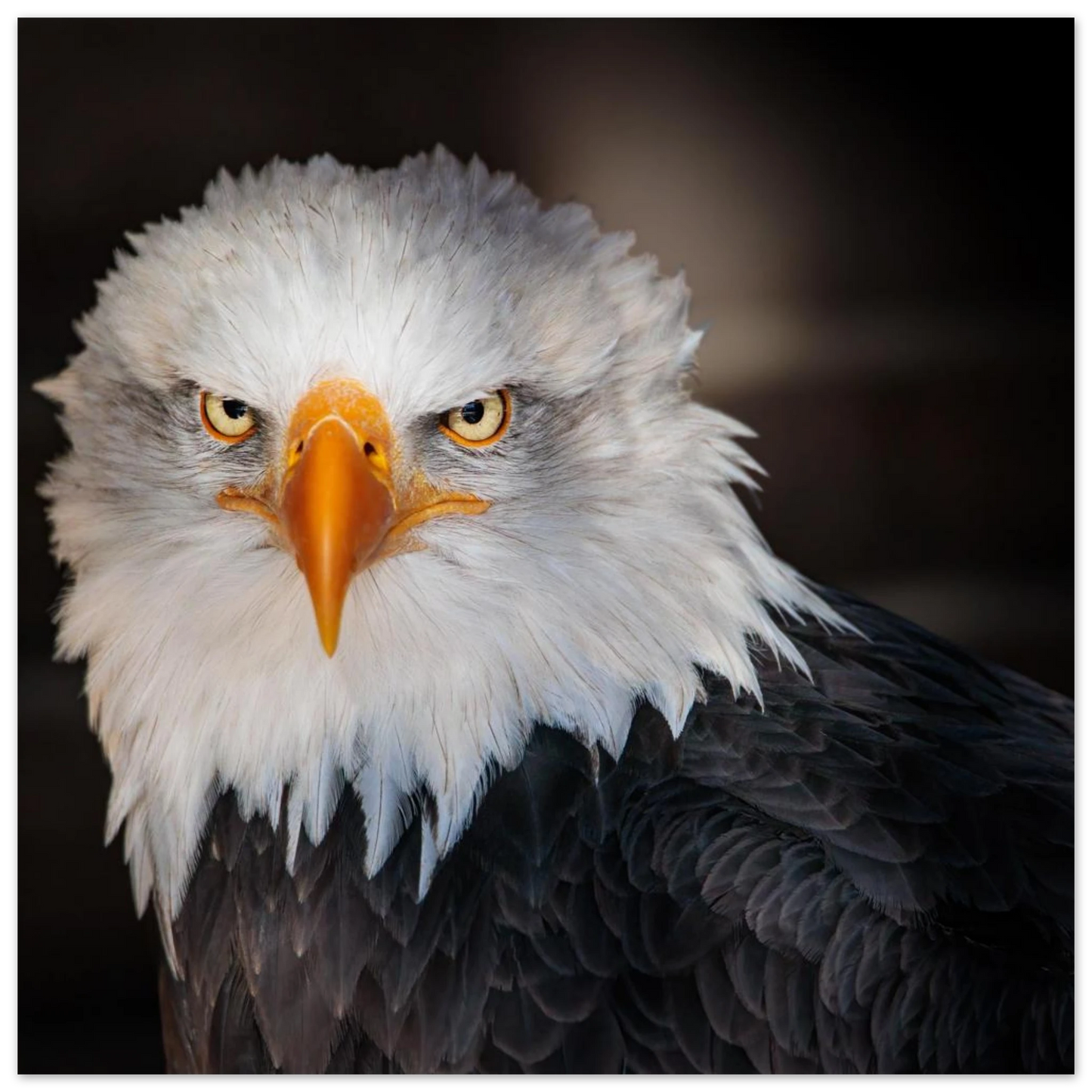 Wandbild majestaetischer adler ausdrucksstarke tierfotografie fuer ihr zuhause in vielen groessen erhaeltlich