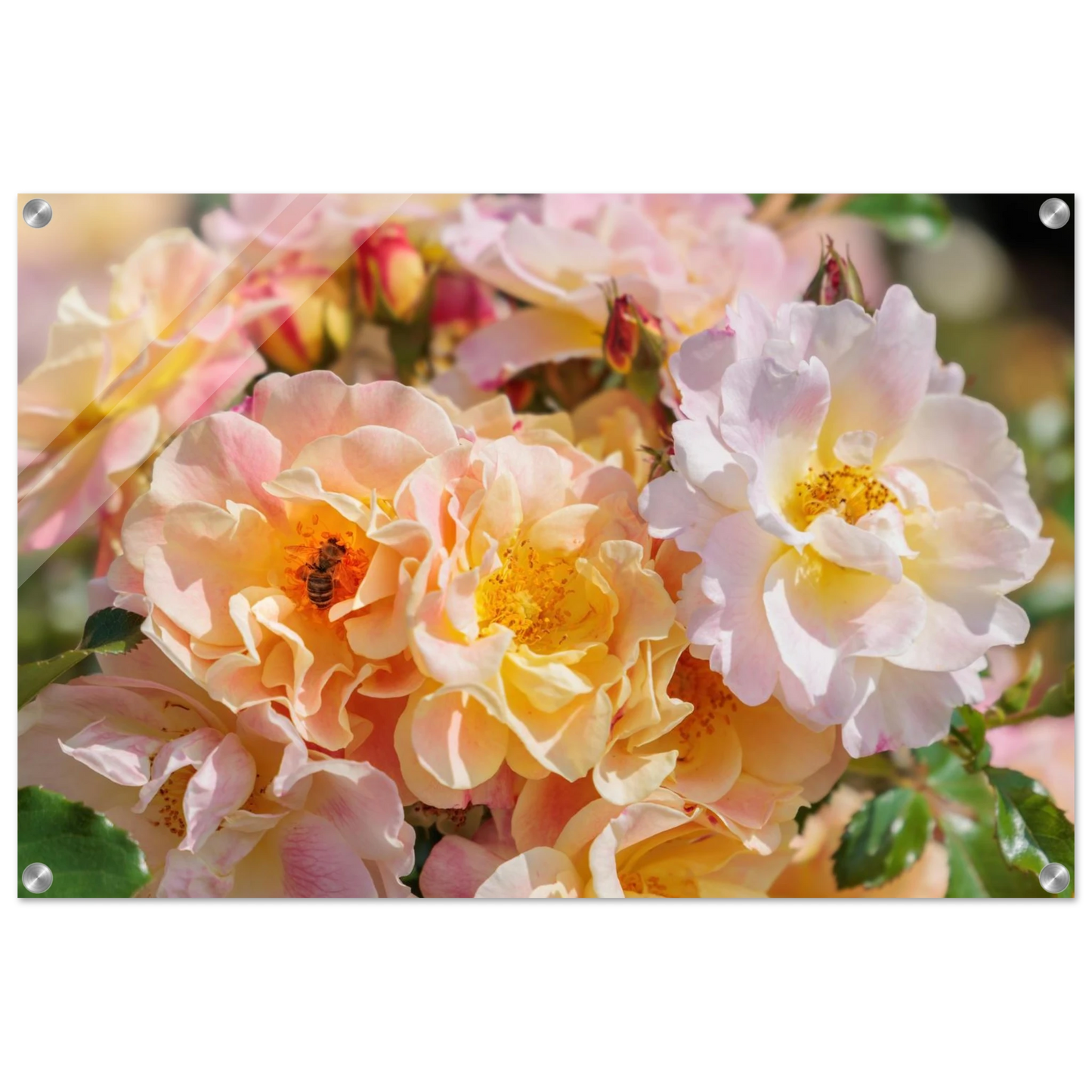 Wandbild bluehende gartenrosen eine honigbienen ode in pastell perfektion in vielen groessen verfuegbar