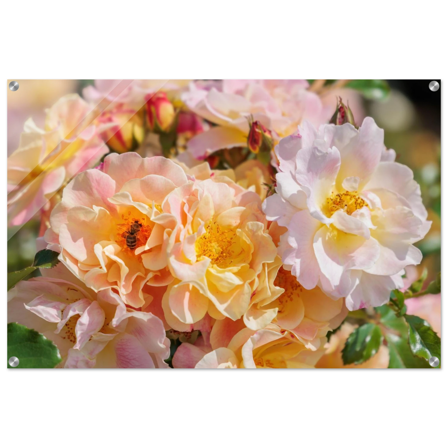 Wandbild bluehende gartenrosen eine honigbienen ode in pastell perfektion in vielen groessen verfuegbar