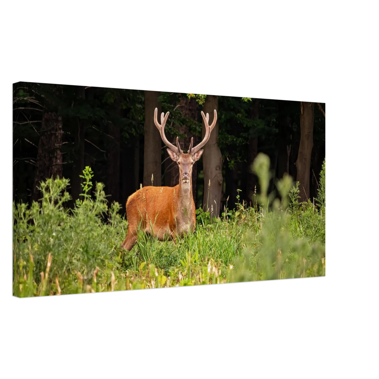 Wandbild majestaetischer hirsch im wald ein wildnis statement fuer ihr zuhause in verschiedenen groessen