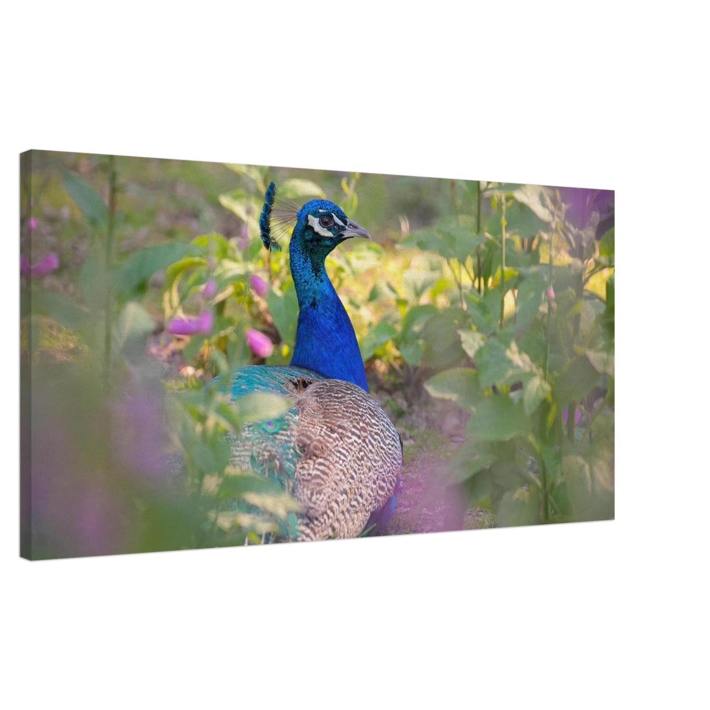 Wandbild majestaetischer pfau lebendige farbenpracht fuer ihre wand in vielen groessen erhaeltlich