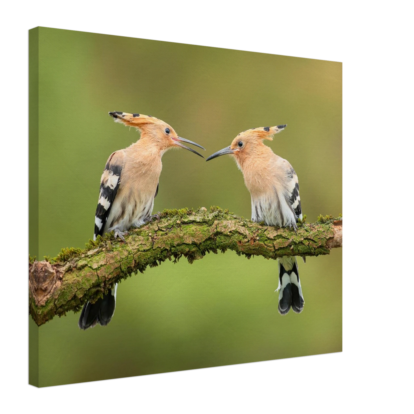 Wandbild bezaubernde wiedehopfe ein duo auf moosast in ihrer wunschgroesse