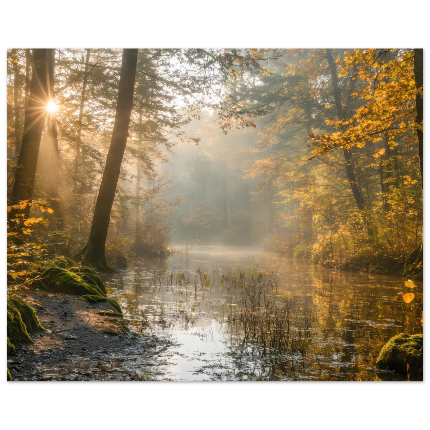 Wandbild Herbstwald morgenlicht wandbild goldenes ambiente in deiner wunschgroesse