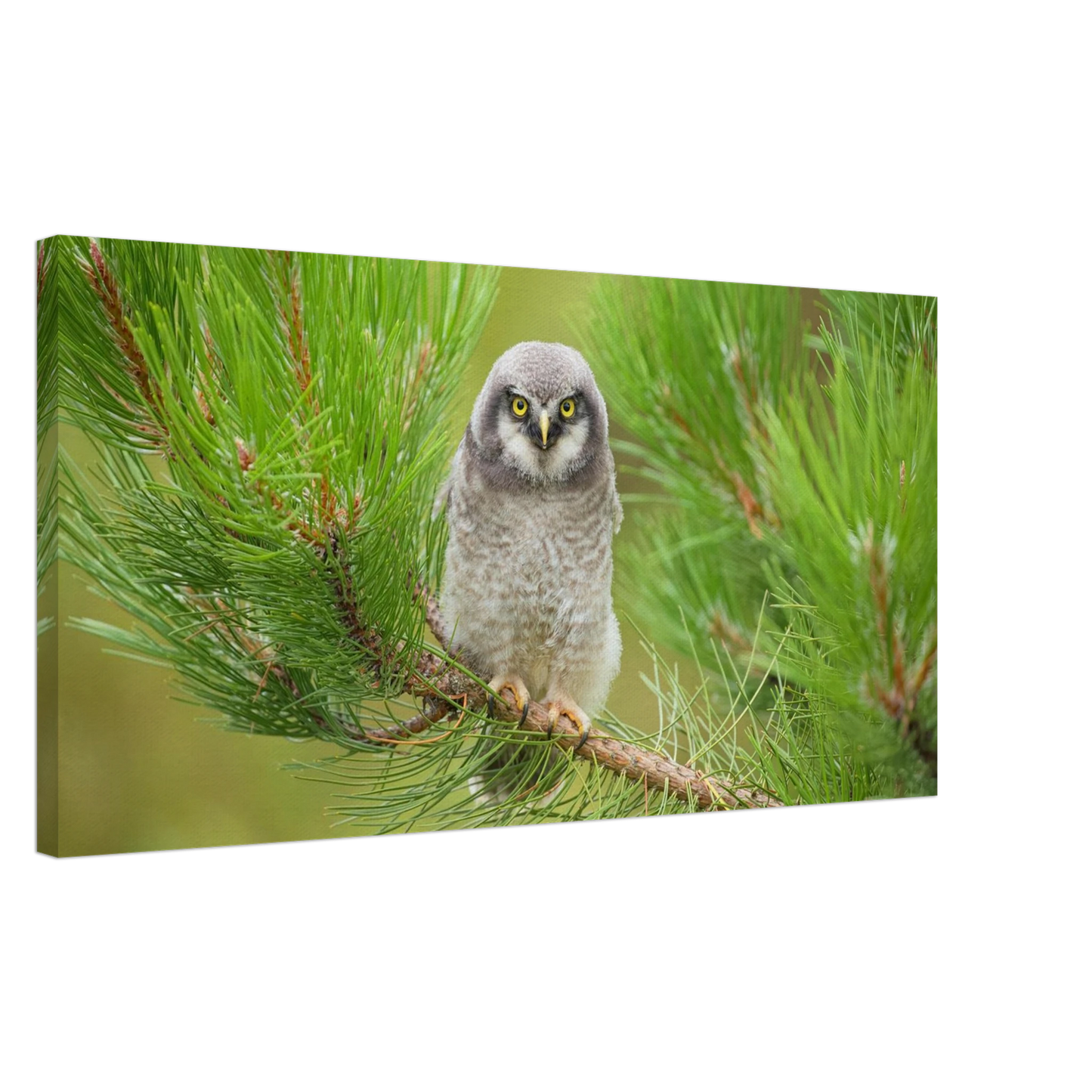 Wandbild bezaubernde eule auf kiefernzweig ruhiges naturmotiv fuer ihr zuhause