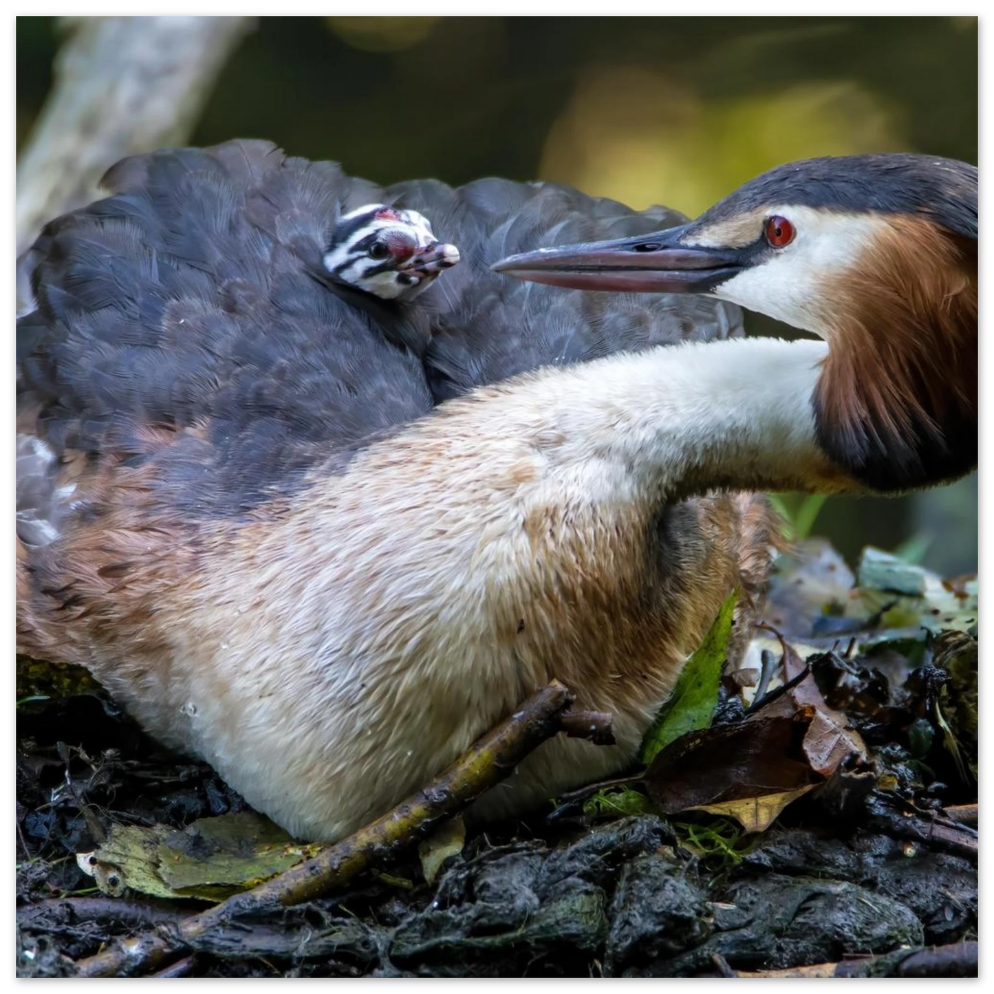 Wandbild zaertliche grosse haubentaucher familie naturgetreuer kunstdruck in ihrer wunschgroesse