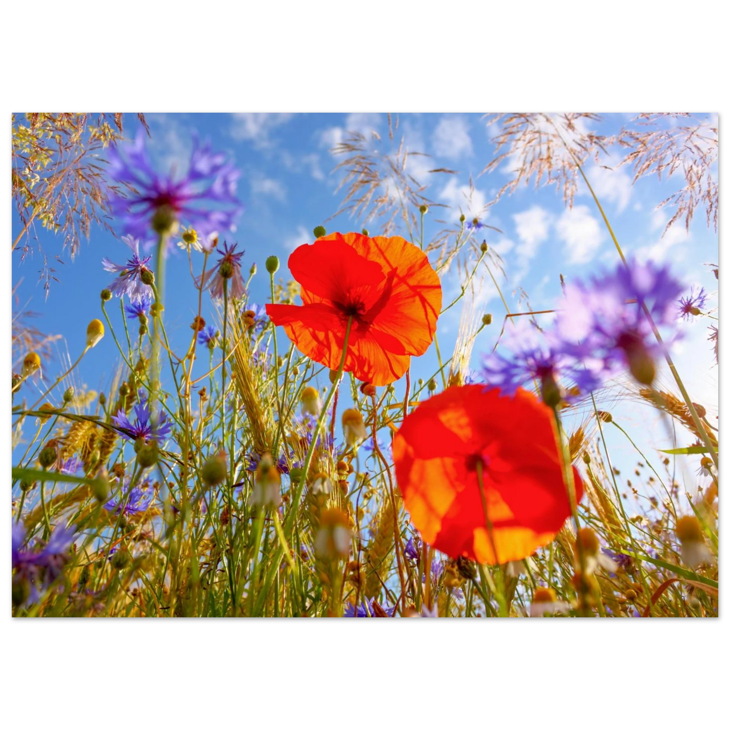 Wandbild lebendige wildblumenwiese mohnblumen kornblumen unter blauem himmel