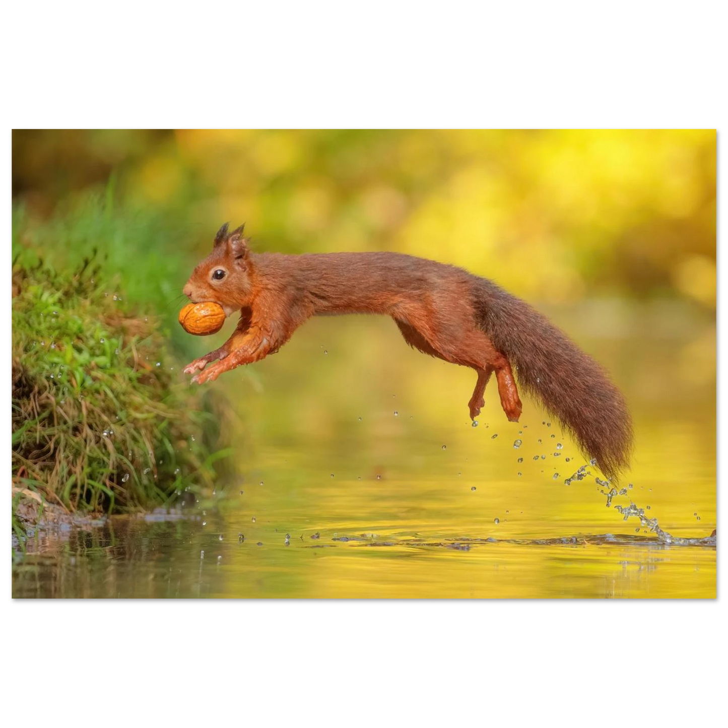 Wandbild eichhoernchen mit nuss dynamische tierkunst in leuchtenden herbstfarben