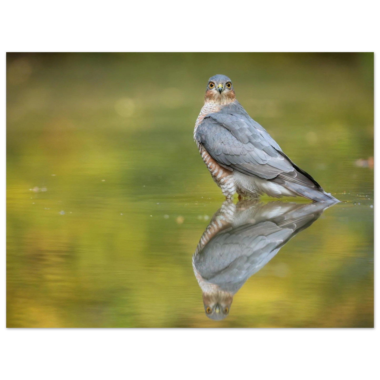 Wandbild mystischer sperber im morgengold faszinierende wildtierfotografie in ihrer wunschgroesse