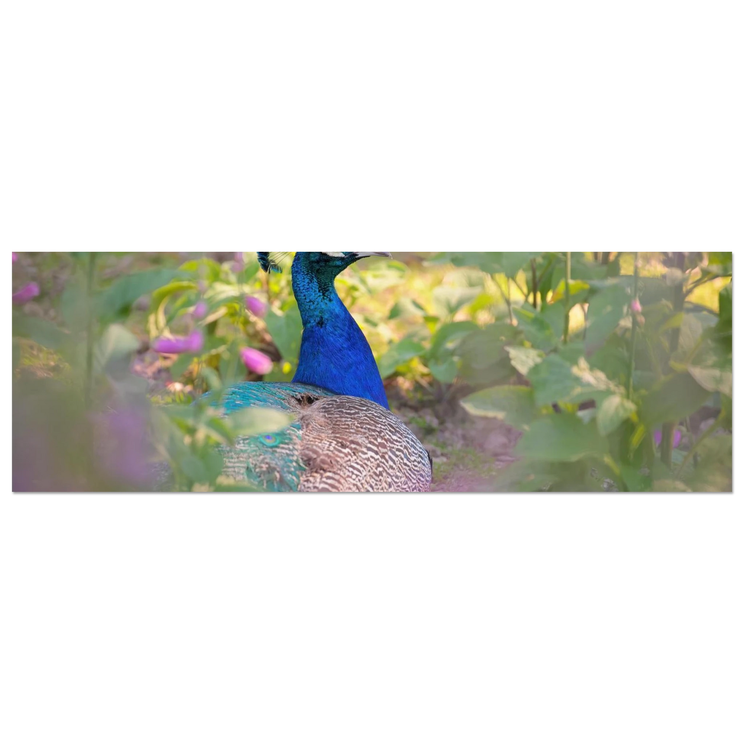 Wandbild majestaetischer pfau lebendige farbenpracht fuer ihre wand in vielen groessen erhaeltlich