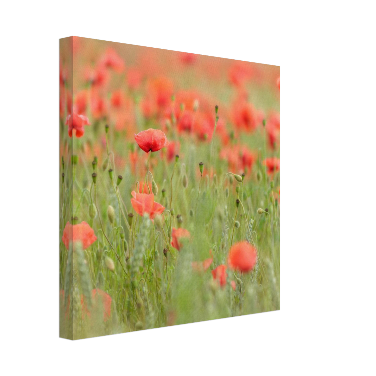 Wandbild vertraeumtes mohnblumenfeld ein stueck sommer fuer ihr zuhause in vielen groessen