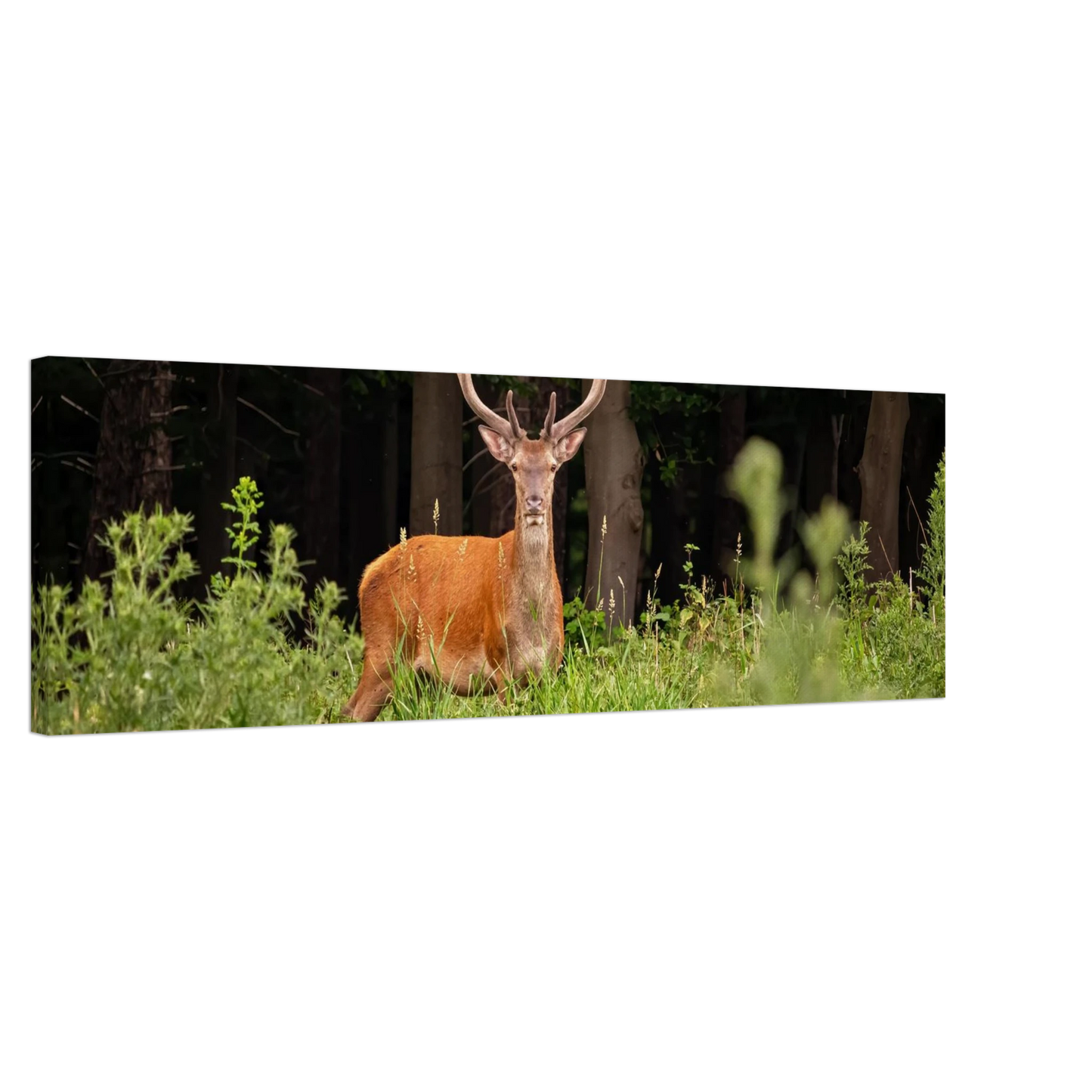 Wandbild majestaetischer hirsch im wald ein wildnis statement fuer ihr zuhause in verschiedenen groessen