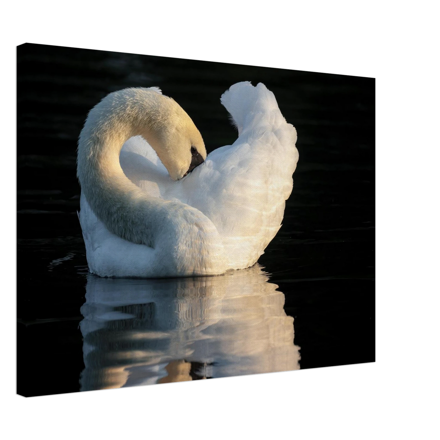 Wandbild schwan bei sonnenuntergang elegante wandkunst fuer ihr zuhause