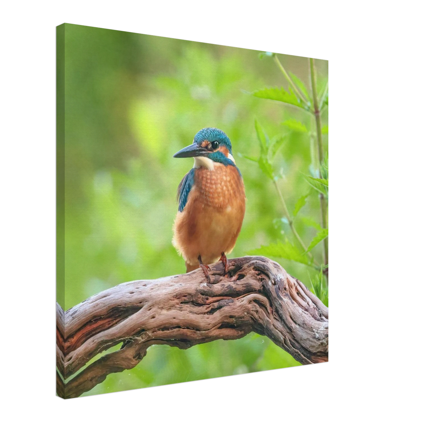 Wandbild eisvogel lebendige naturkunst fuer ihr zuhause in ihrer wunschgroesse 2