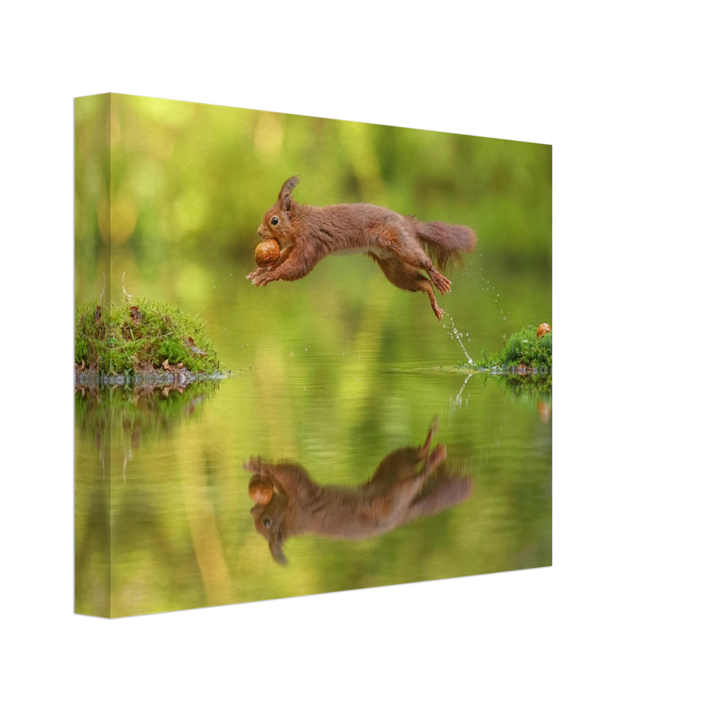 Wandbild eichhoernchen dynamisches wildtier poster mit lebendigen gruentoenen erhaeltlich in verschiedenen groessen