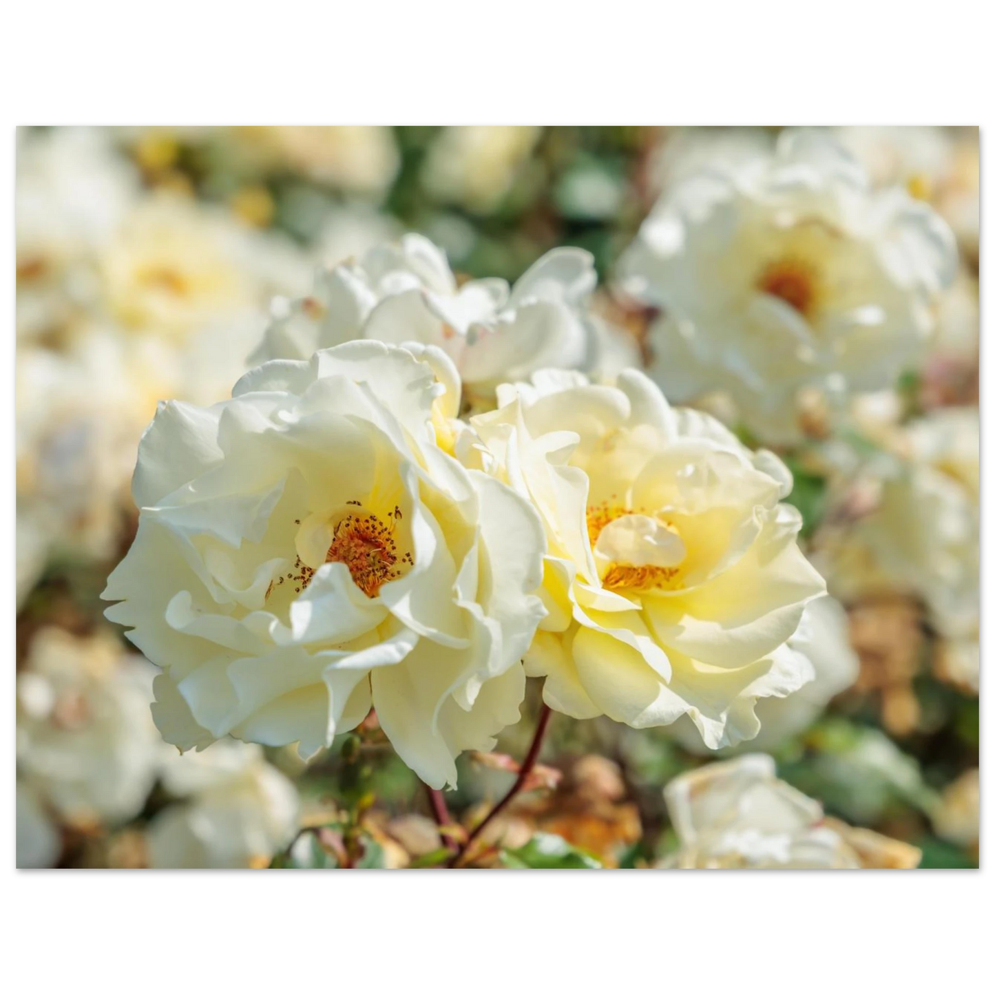 Wandbild creme weisse rosen zeitlose blumen eleganz fuer ihre wand in vielen groessen verfuegbar