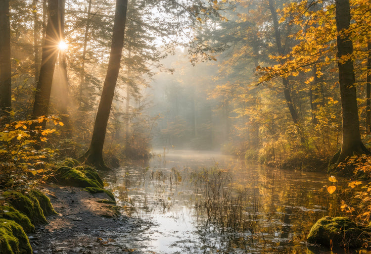 Wandbilder Wohnzimmer kaufen mit herbstlichem Waldmotiv und Sonnenstrahlen über einem ruhigen Fluss