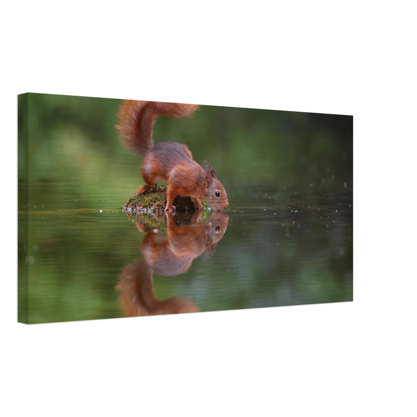 Wandbild durstiges eichhoernchen eine ruhige reflexion in der natur erhaeltlich in vielen groessen