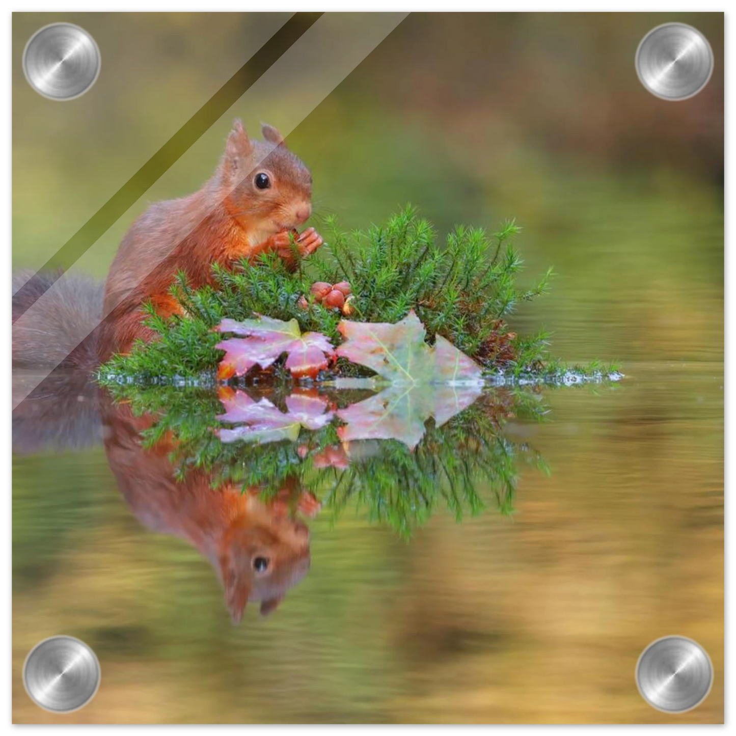 Wandbild bezauberndes eichhoernchen im herbstwald lebendige wildtierkunst fuer ihr zuhause in vielen groessen