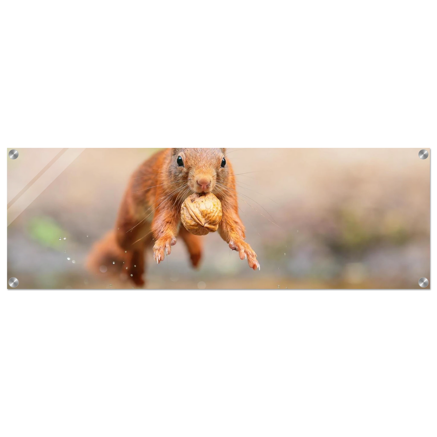 Wandbild eichhoernchens freudensprung dynamische tierkunst in leuchtenden farben