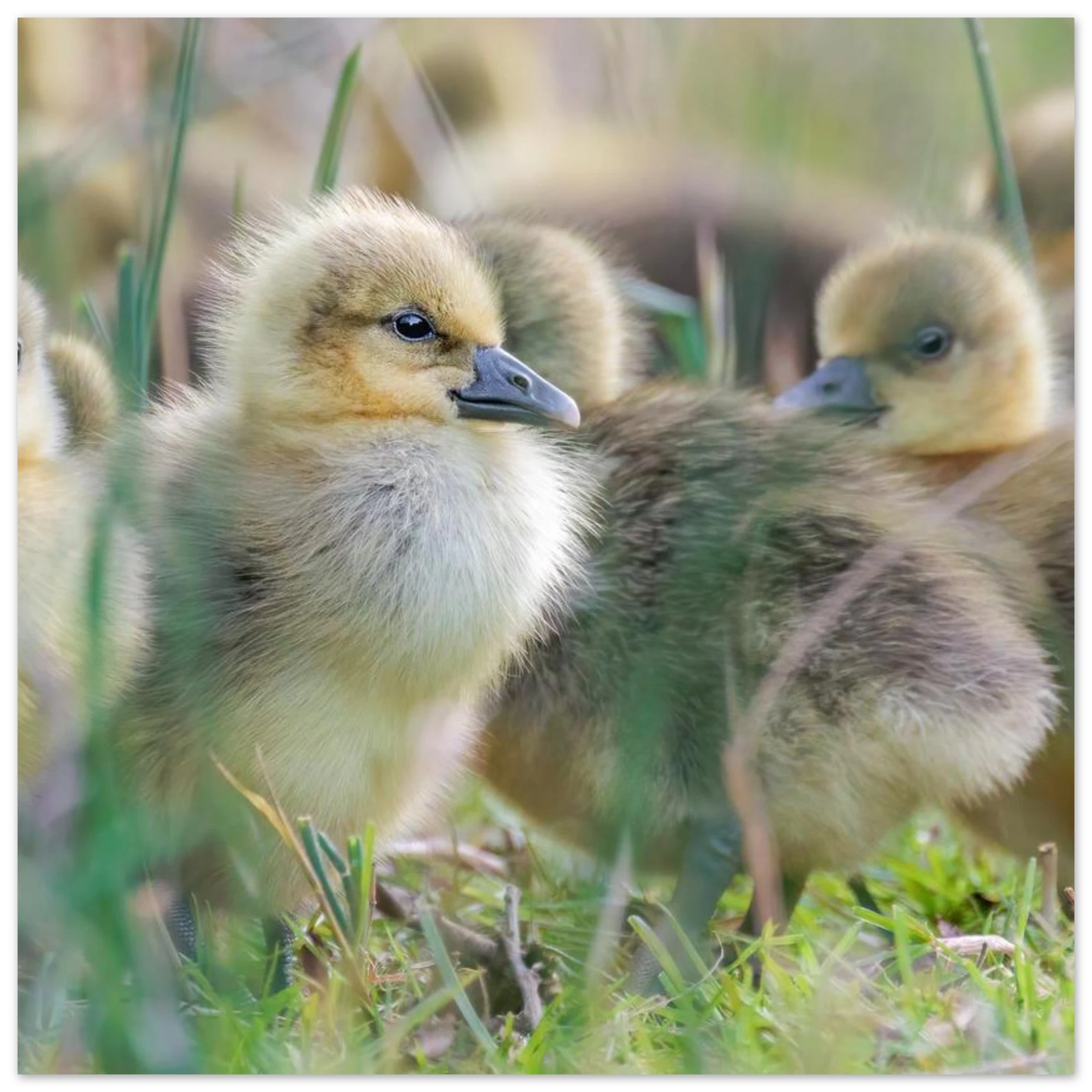 Wandbild kueken in zartgruen und gold suesse baby gans kunst in vielen groessen