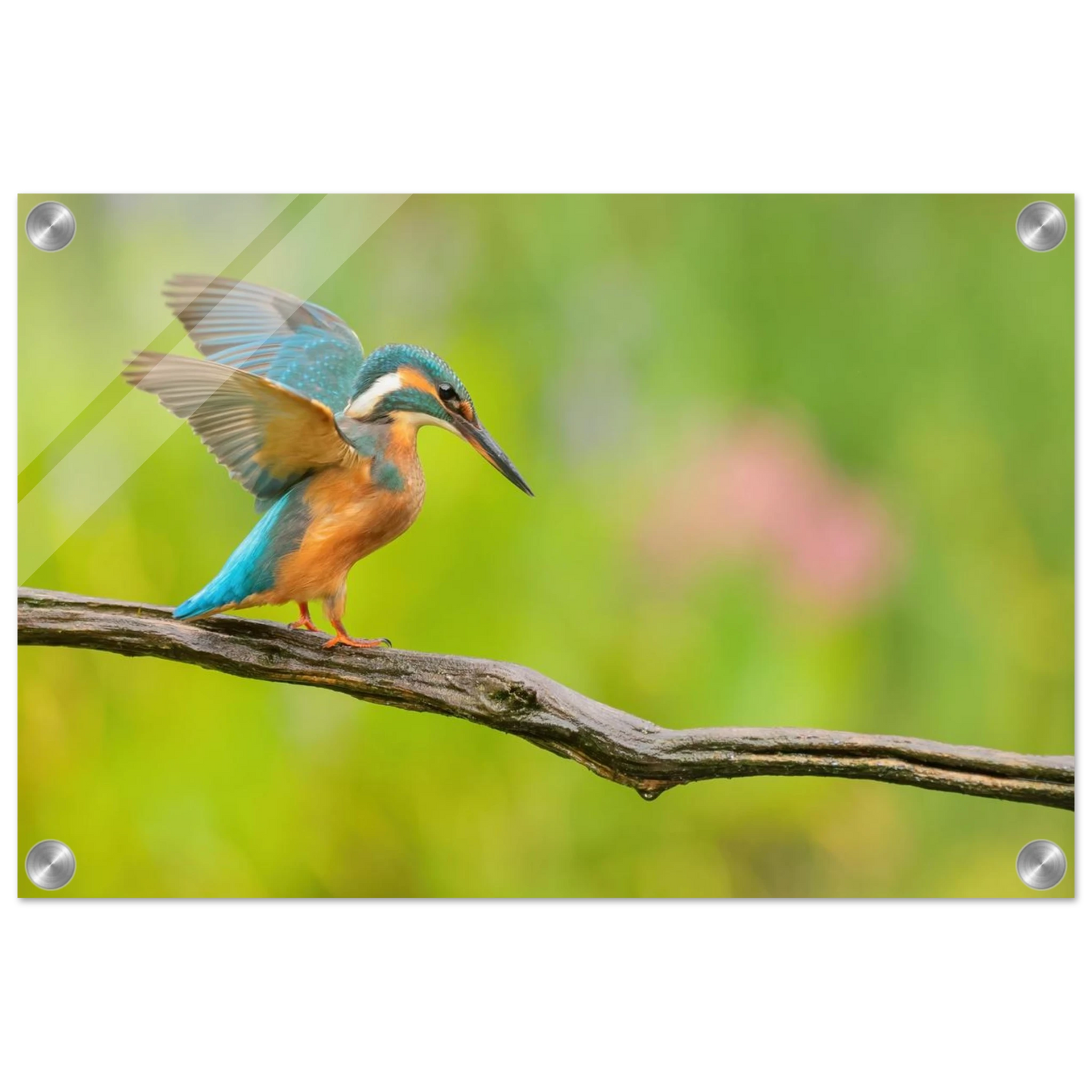 Wandbild eisvogel leuchtende federpracht auf natuerlichem ast in ihrer wunschgroesse