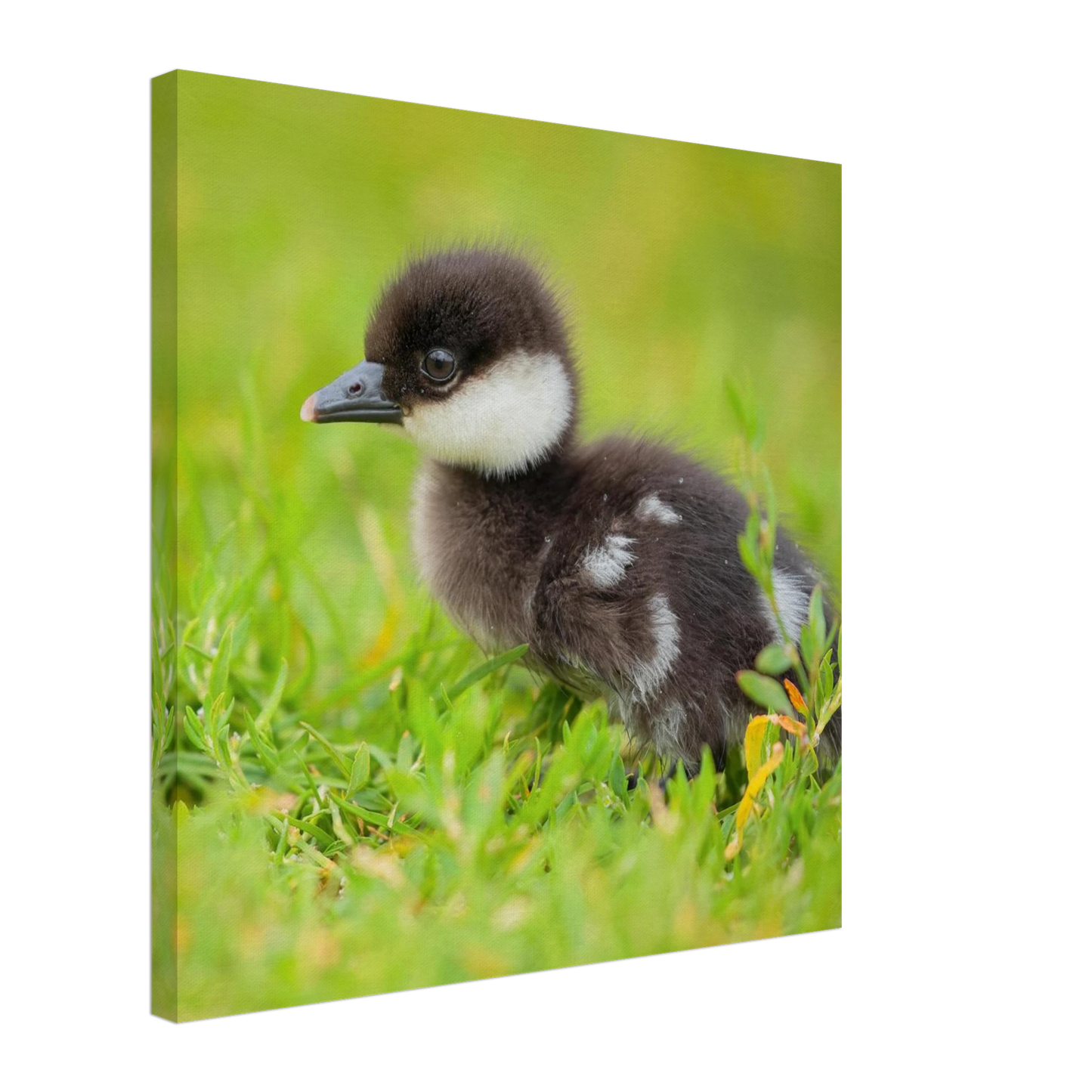 Wandbild bezauberndes entenkueken suesse tiermotive fuer kinderzimmer naturfreunde in vielen groessen