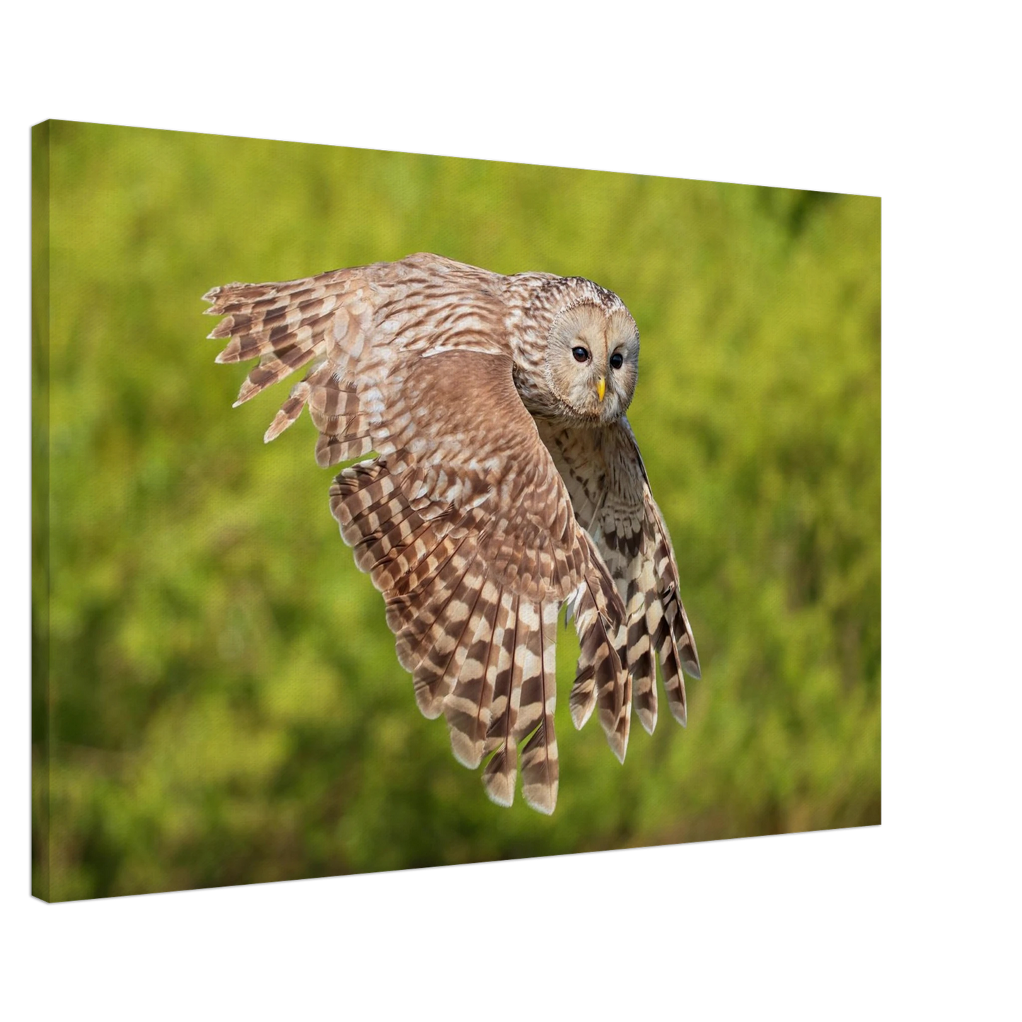 Wandbild majestaetische eule im flug naturfotografie fuer ihr zuhause