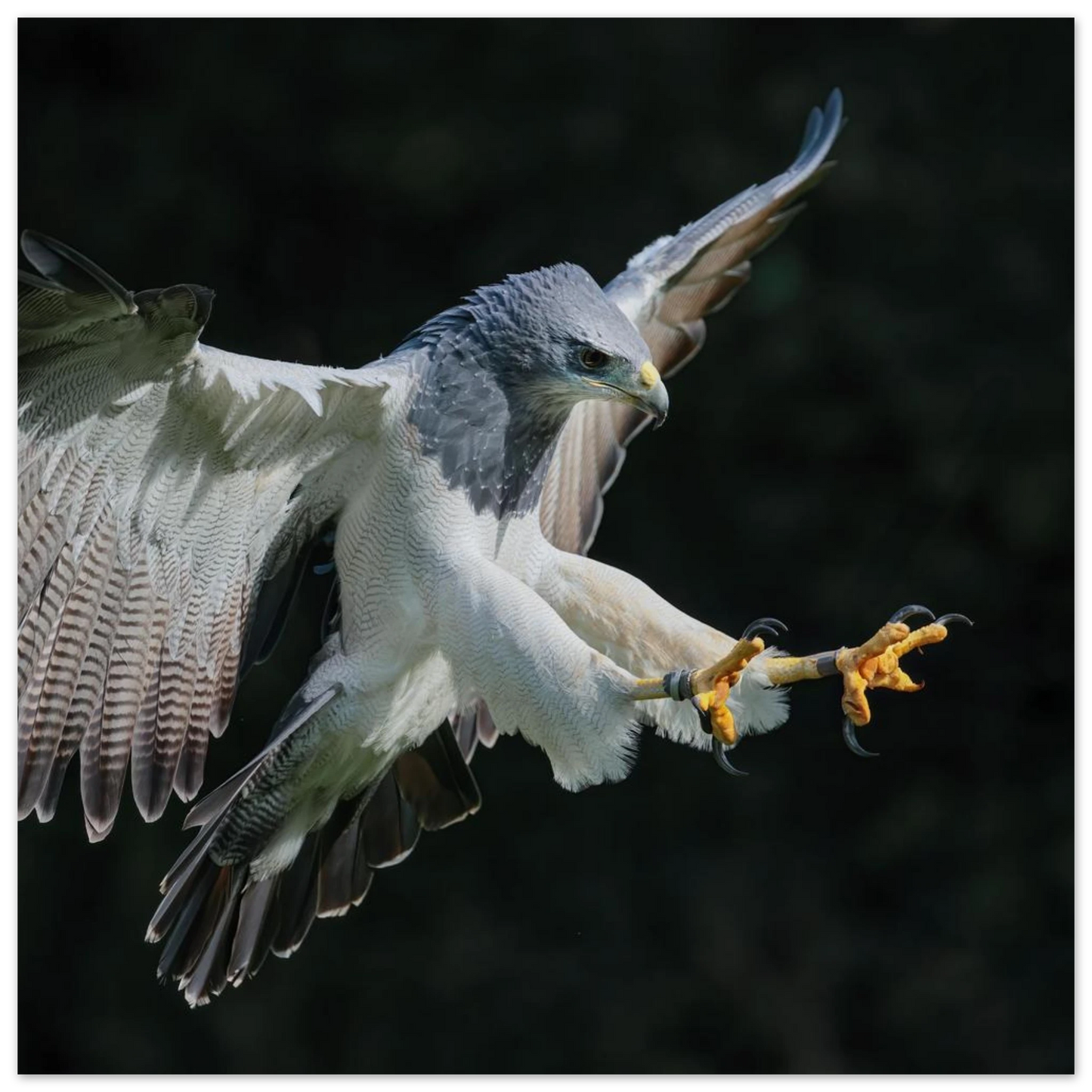 Wandbild majestaetischer schwarzbrustbussard im flug atemberaubende tierfotografie fuer ihr zuhause