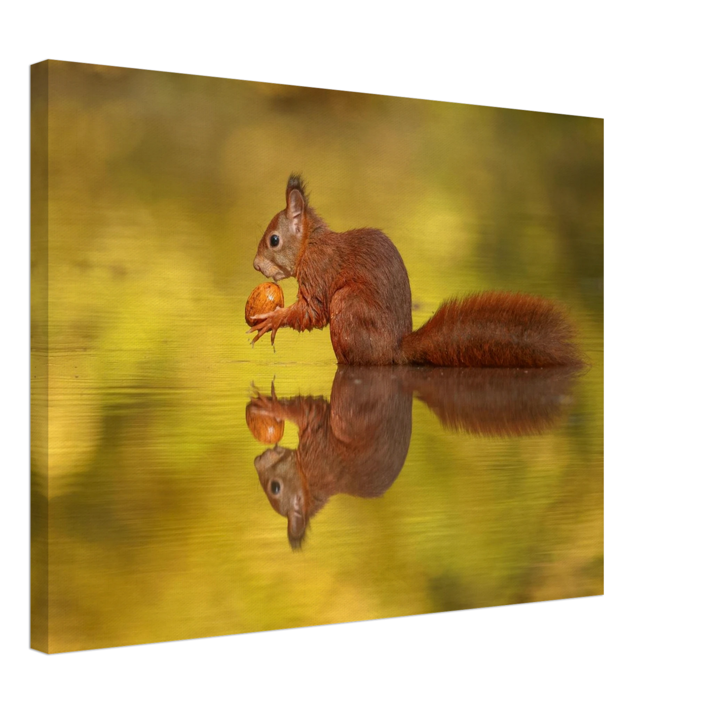 Wandbild eichhoernchen im goldenen herbstlicht lebendige tierfotografie fuer ihre wand