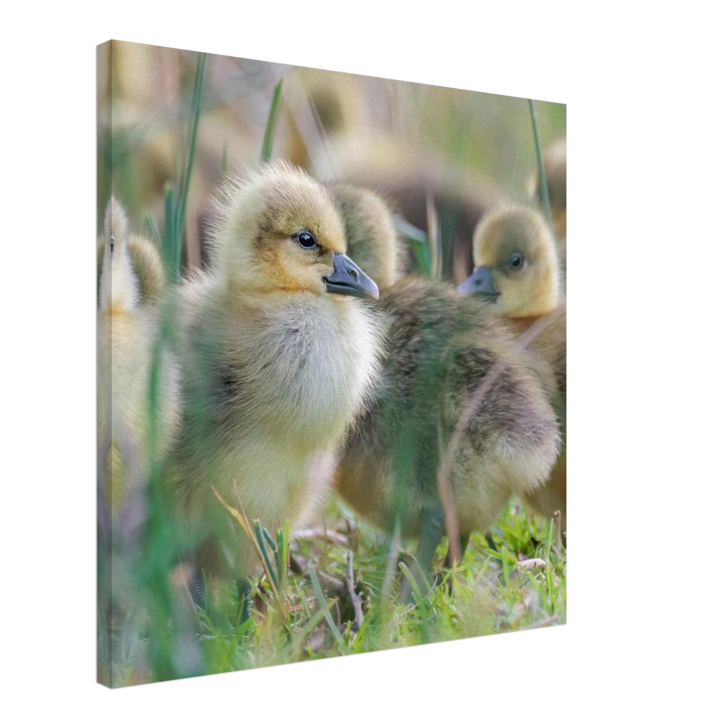 Wandbild kueken in zartgruen und gold suesse baby gans kunst in vielen groessen
