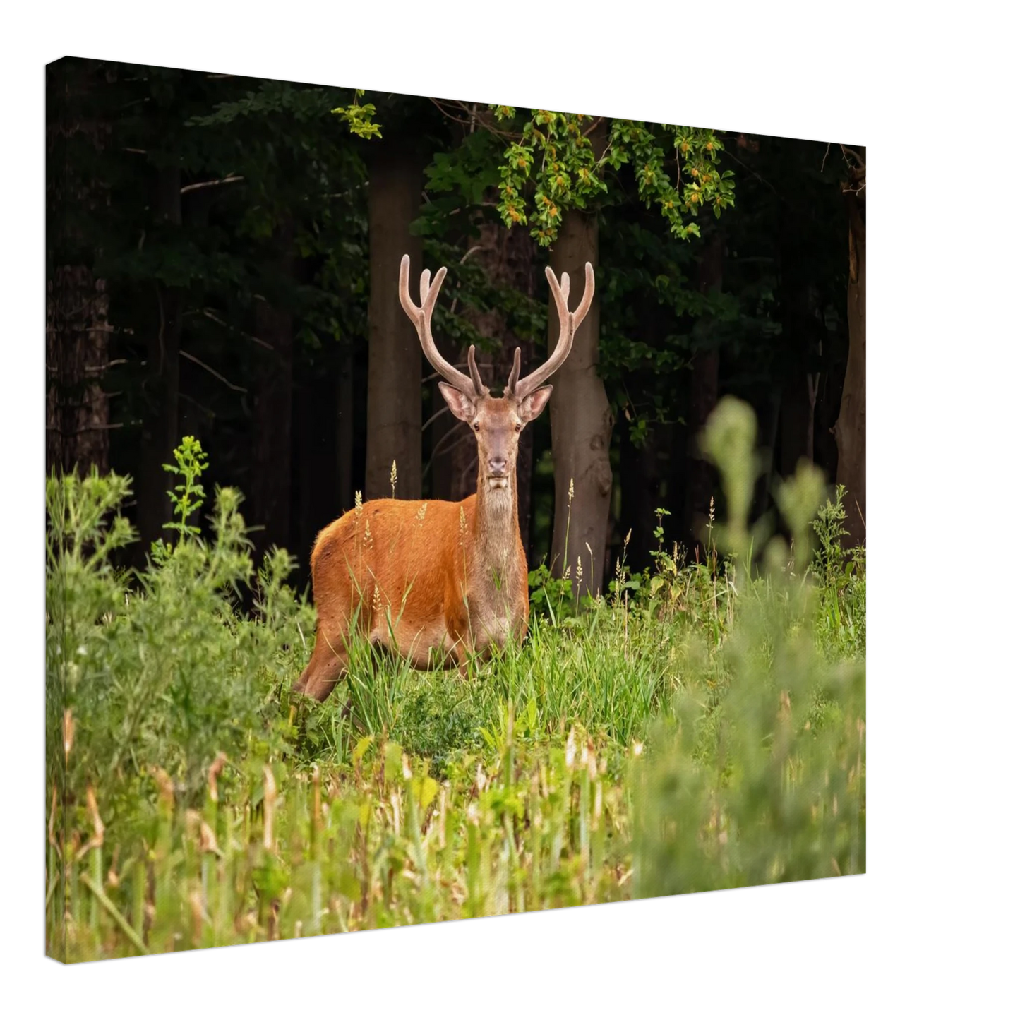 Wandbild majestaetischer hirsch im wald ein wildnis statement fuer ihr zuhause in verschiedenen groessen
