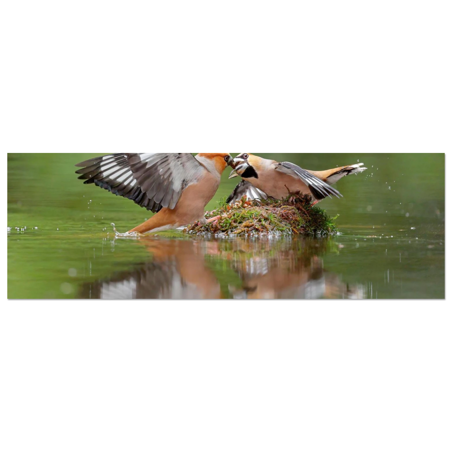 Wandbild momente der natur spektakulaerer kampf der voegel ueber dem wasser