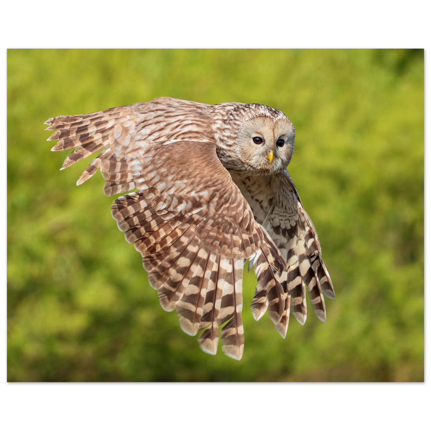 Wandbild majestaetische eule im flug naturfotografie fuer ihr zuhause
