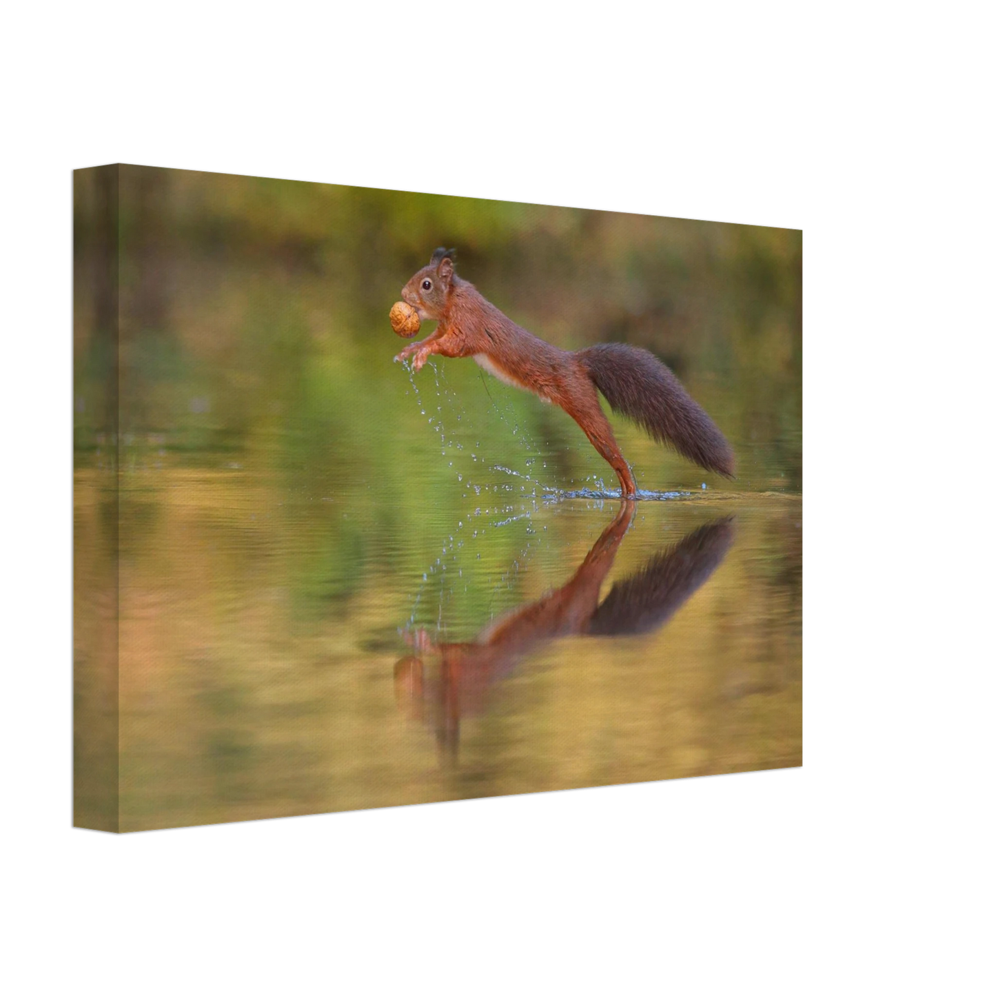 Wandbild eichhoernchen sprung dynamisches tierportrait auf premium leinwand in verschiedenen groessen erhaeltlich