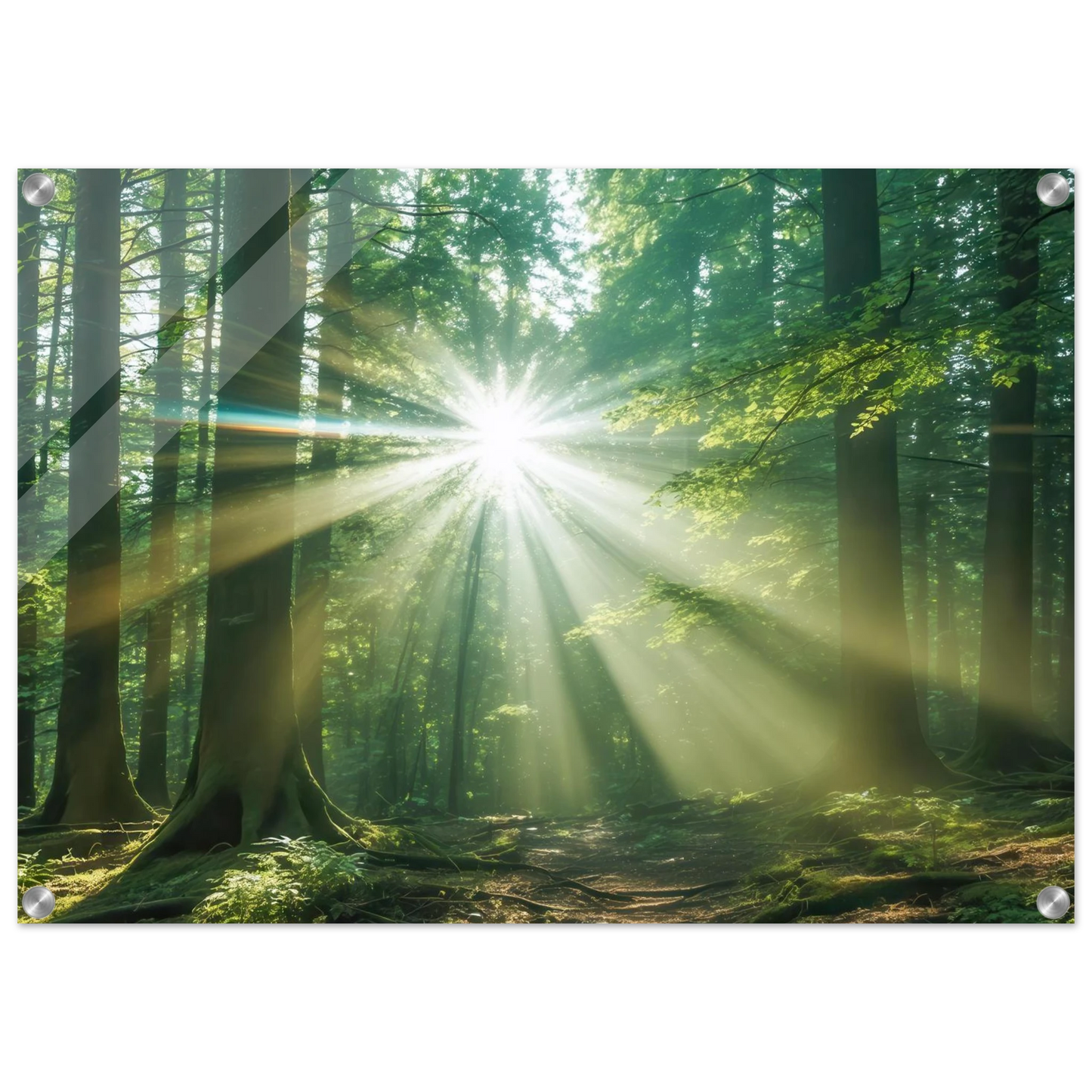 Wandbild sonnenstrahlen im wald mystisches waldlicht kunstdruck in ihrer wunschgroesse