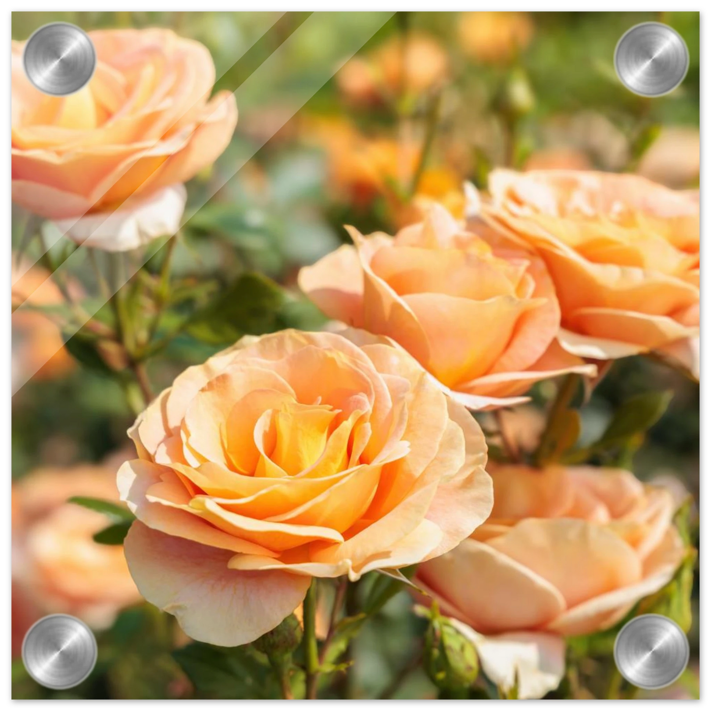 Wandbild romantische pfirsichrosen im sonnenschein botanische kunst fuer ihr zuhause in vielen groessen