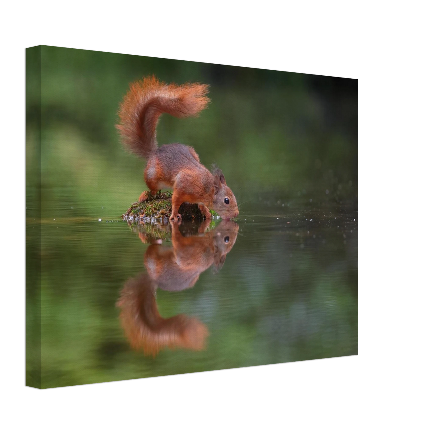 Wandbild durstiges eichhoernchen eine ruhige reflexion in der natur erhaeltlich in vielen groessen
